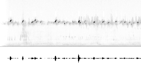 Sonogram