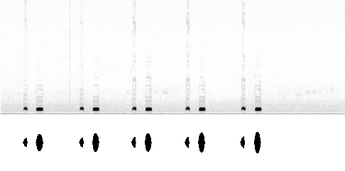 Sonogram av lokkelyd
