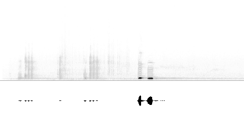 Sonogram av varsellyd