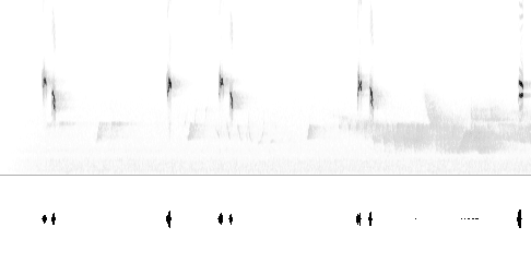 Sonogram av sang