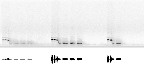Sonogram av sang