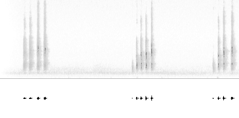 Sonogram