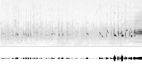 Sonogram