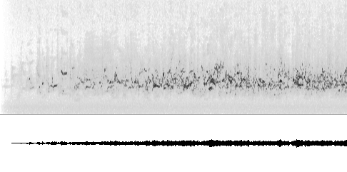 Sonogram