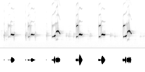 Sonogram