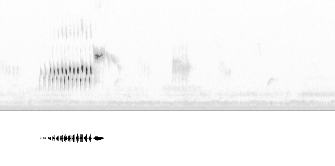 Sonogram av sang