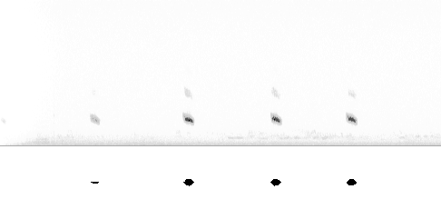 Sonogram av varsellyd
