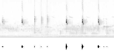 Sonogram av lokkelyd