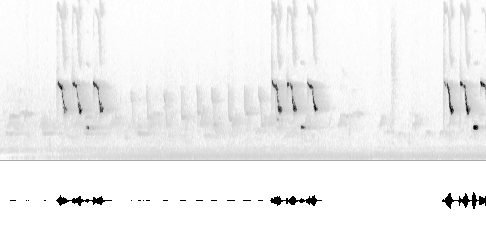 Sonogram av sang