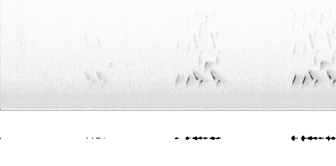 Sonogram av lokkelyd