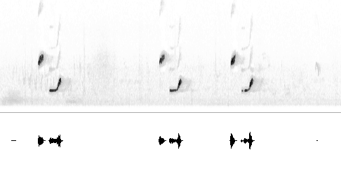 Sonogram av varsellyd