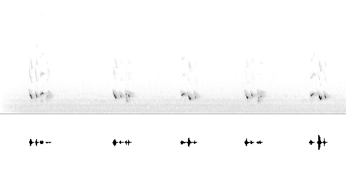Sonogram av varsellyd