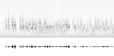 Sonogram
