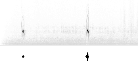 Sonogram