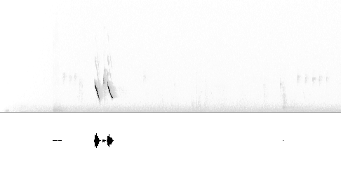 Sonogram av lokkelyd