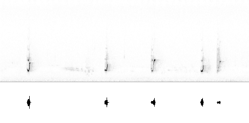 Sonogram
