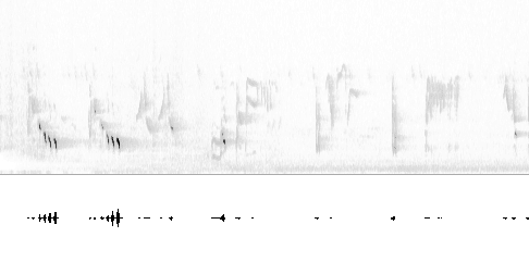 Sonogram