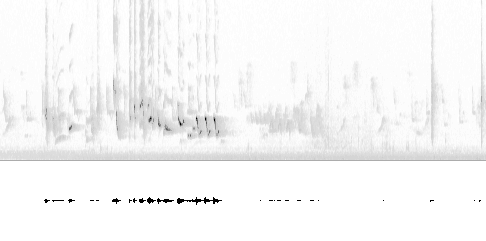 Sonogram av sang
