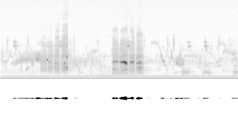 Sonogram av sang