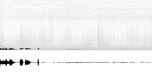 Sonogram av sang
