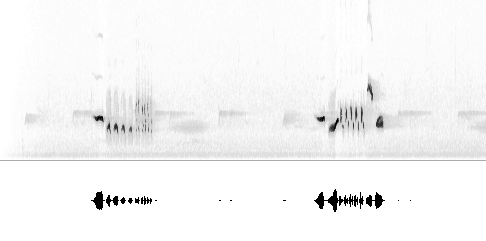 Sonogram av sang