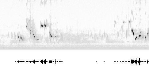 Sonogram av sang
