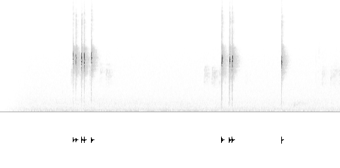 Sonogram av lokkelyd