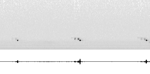Sonogram