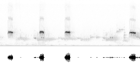 Sonogram av lokkelyd