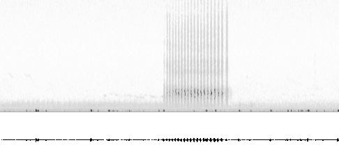 Sonogram av lokkelyd