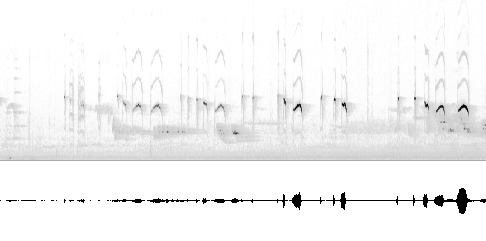 Sonogram