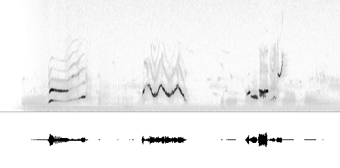 Sonogram