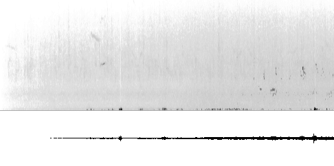 Sonogram