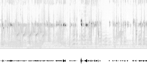Sonogram av lokkelyd