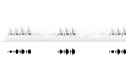 Sonogram av varsellyd