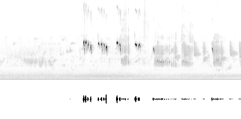 Sonogram av sang
