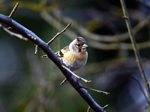 Bjørkefink, bilde 14