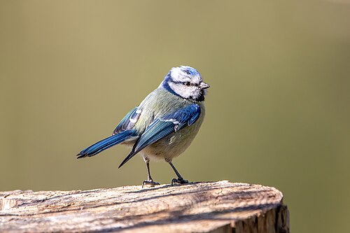 Blåmeis, bilde 10