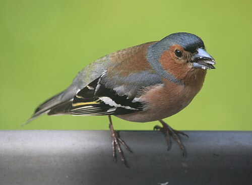 Bokfink