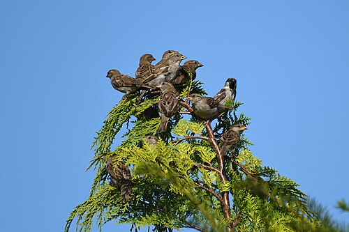 Gråspurv