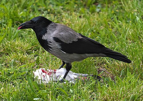 Kråke