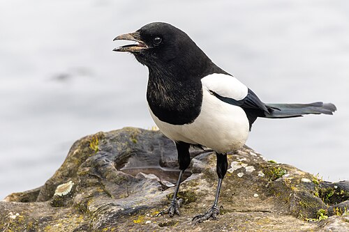 Skjære
