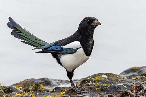Skjære