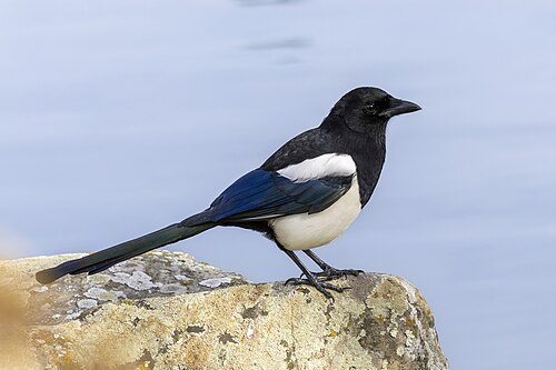 Skjære, bilde 2