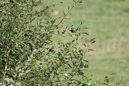 Stillits, bilde 24