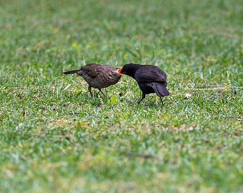 Svarttrost